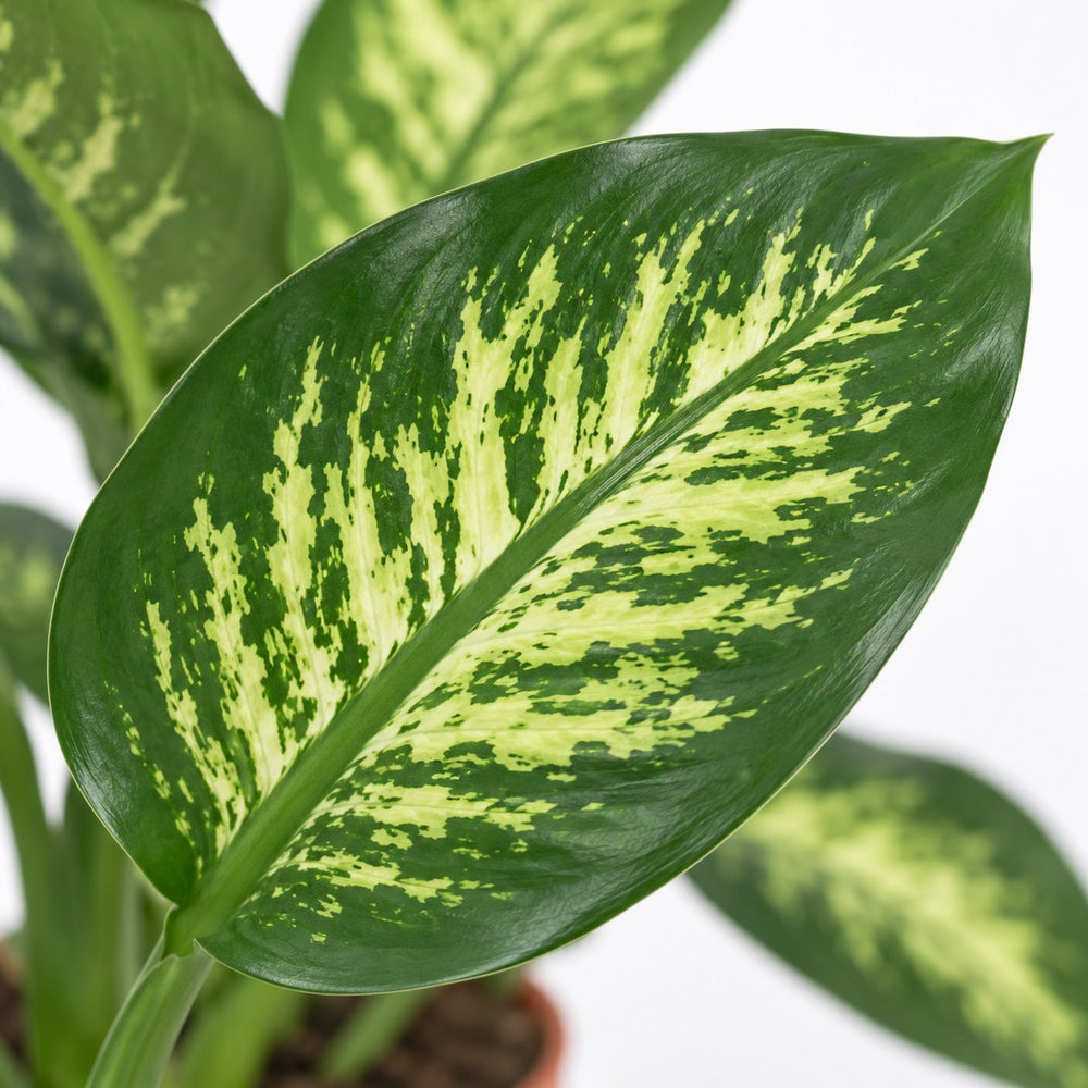 Dieffenbachia Seguine Tropic Snow, Nahaufnahme Blatt
