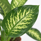 Dieffenbachia Seguine Tropic Snow, Nahaufnahme Blatt