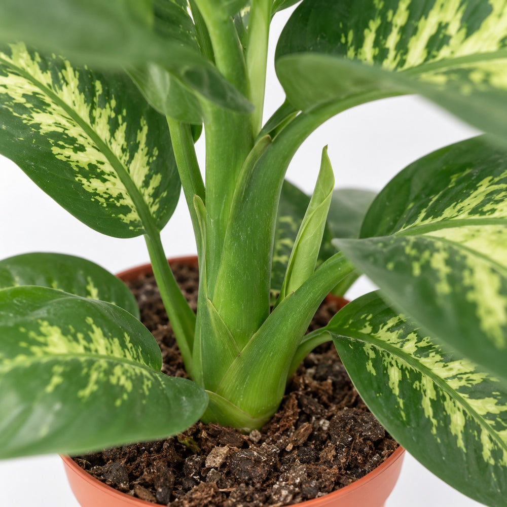 Dieffenbachia Seguine Tropic Snow, Nahaufnahme Wuchs und Triebansatz