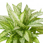 Dieffenbachia Vesuvius 80cm im 27cm Topf Nahaufnahme