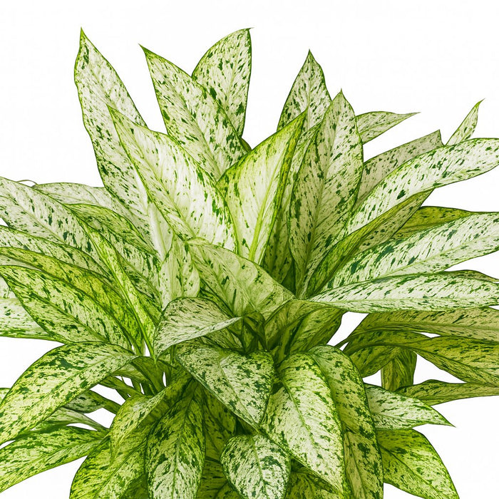 Dieffenbachia spp.