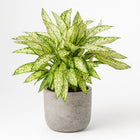 Dieffenbachia Vesuvius 80cm im 27cm Topf