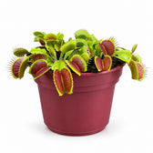 Dionaea Muscipula (12cm, Ø12cm) im Kulturtopf