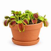 Dionaea Muscipula (12cm, Ø12cm), Stylingbeispiel im Übertopf (Übertopf nicht enthalten)