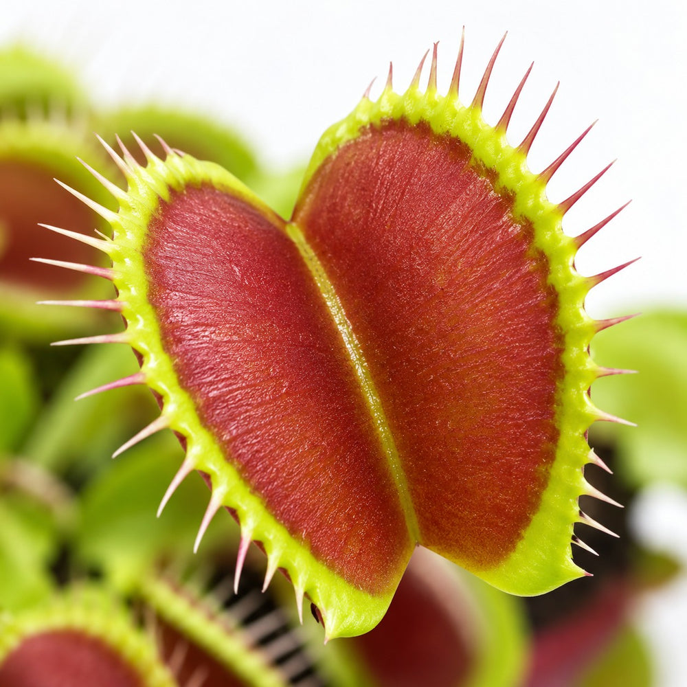 Dionaea Muscipula, Nahaufnahme Blatt