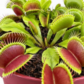 Dionaea Muscipula, Nahaufnahme Wuchs und Triebansatz