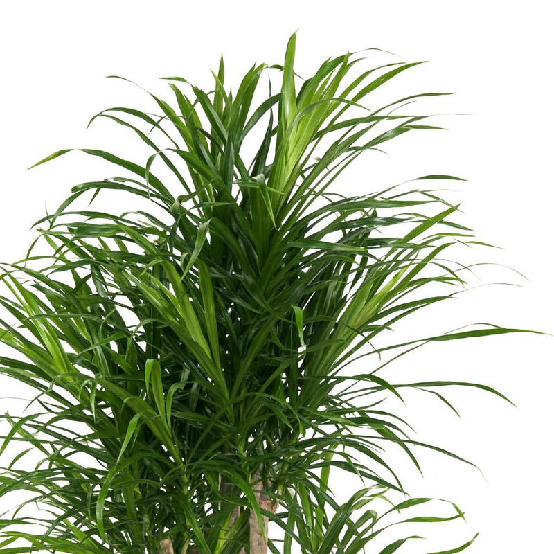 Dracaena Anita Detail