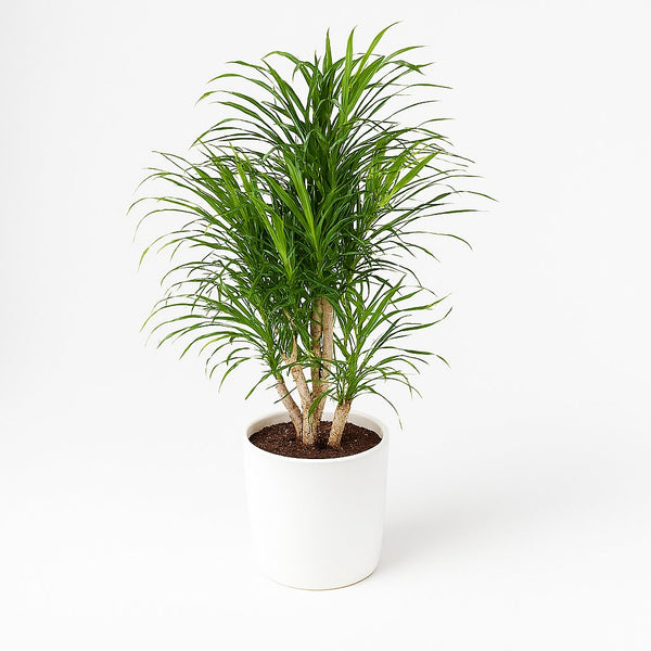 Dracaena Anita | Luftreinigend & Filtert Schadstoffe  Florage.de