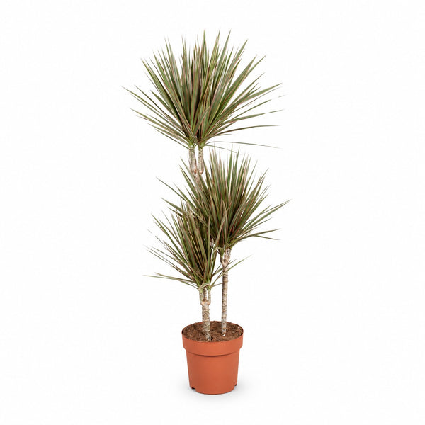 Dracaena Bicolor (120cm, Ø21cm) im Kulturtopf