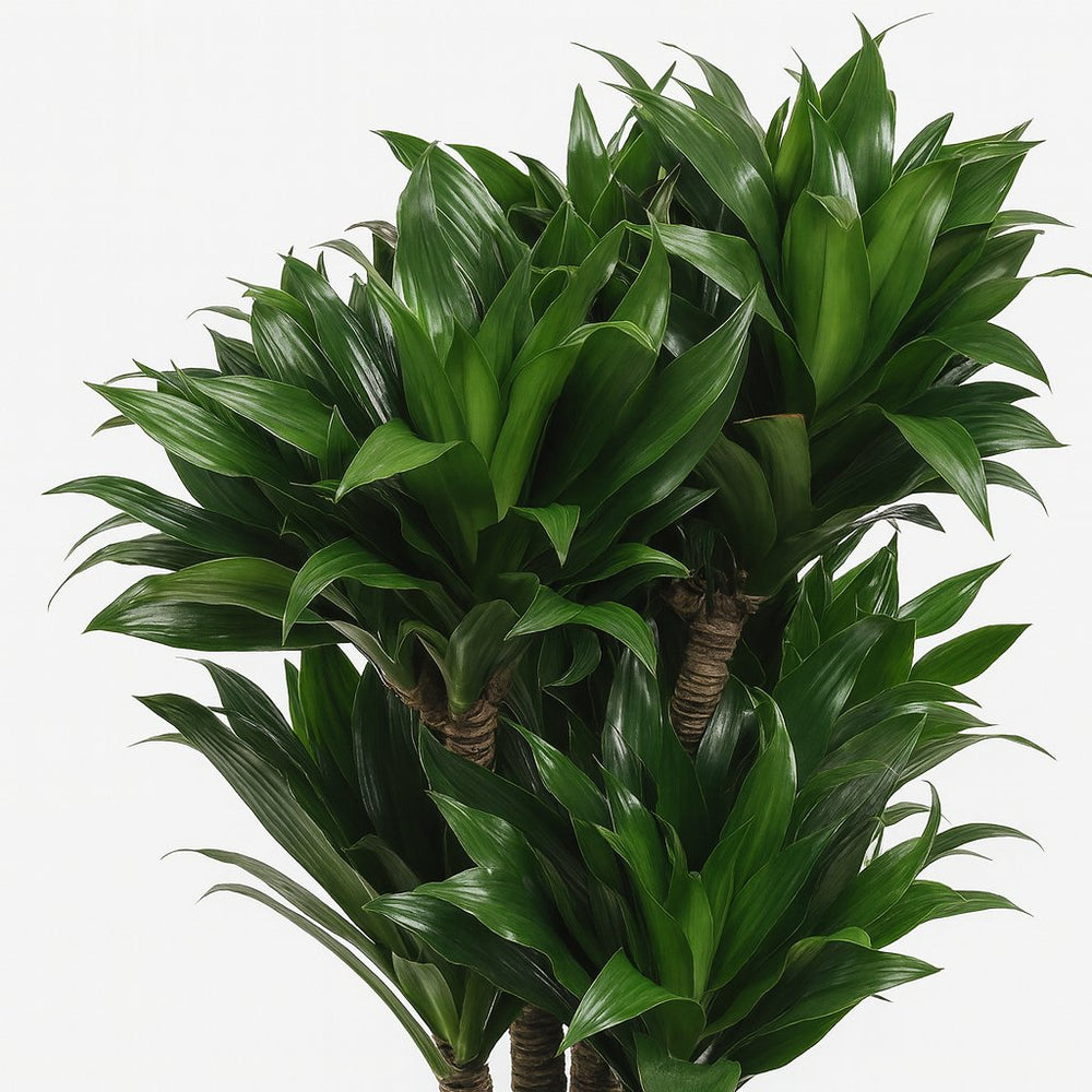 Dracaena Compacta 80cm im 24cm Topf Nahaufnahme