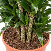 Dracaena Compacta, Nahaufnahme Wuchs und Triebansatz