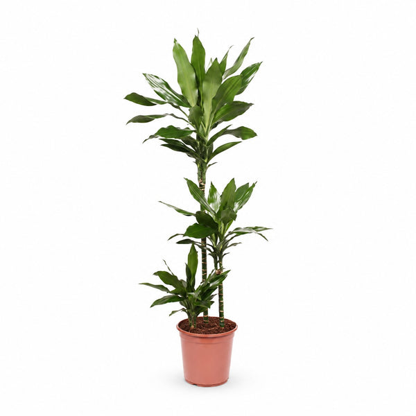 Dracaena Janet Lind (130cm, Ø24cm) im Kulturtopf