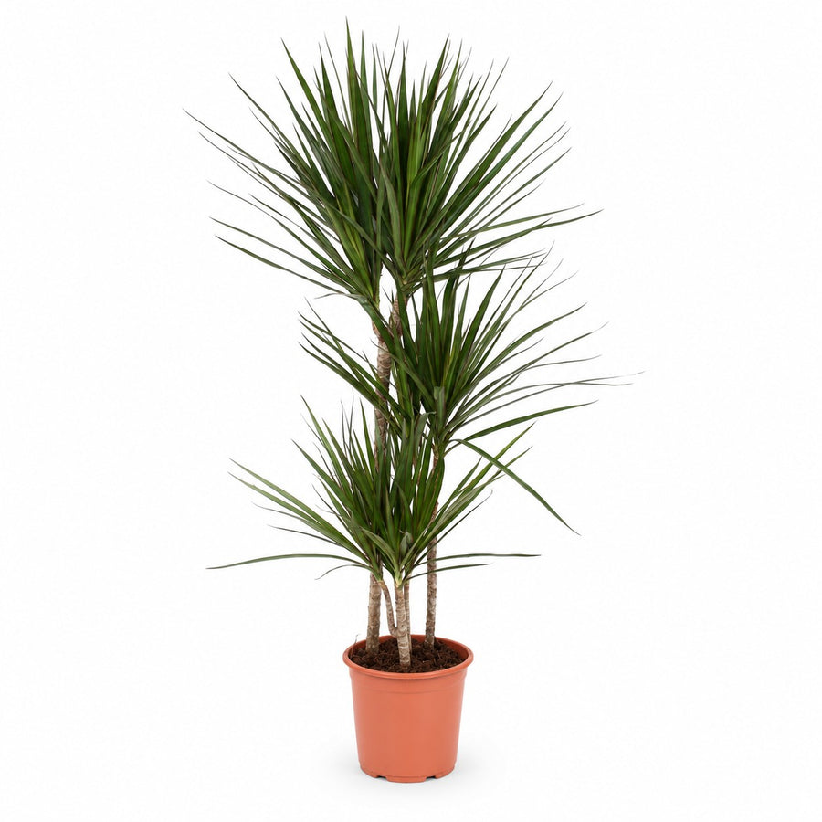 Dracaena Marginata (120cm, Ø21cm) im Kulturtopf