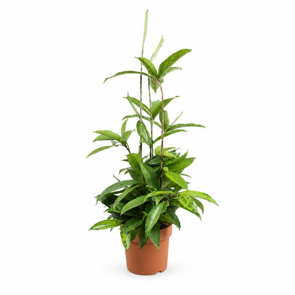 Dracaena Surculosa (55cm, Ø17cm) im Kulturtopf