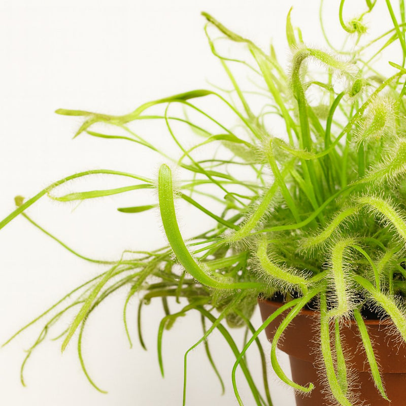 Drosera Capensis Detail