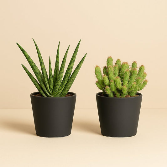 Aloe Spider und Hylocereus Undatus Duo - 2 Stück - 15cm