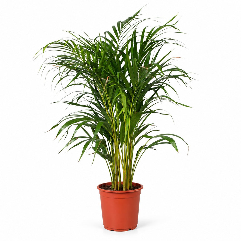 Dypsis Lutescens (100cm, Ø21cm) im Kulturtopf