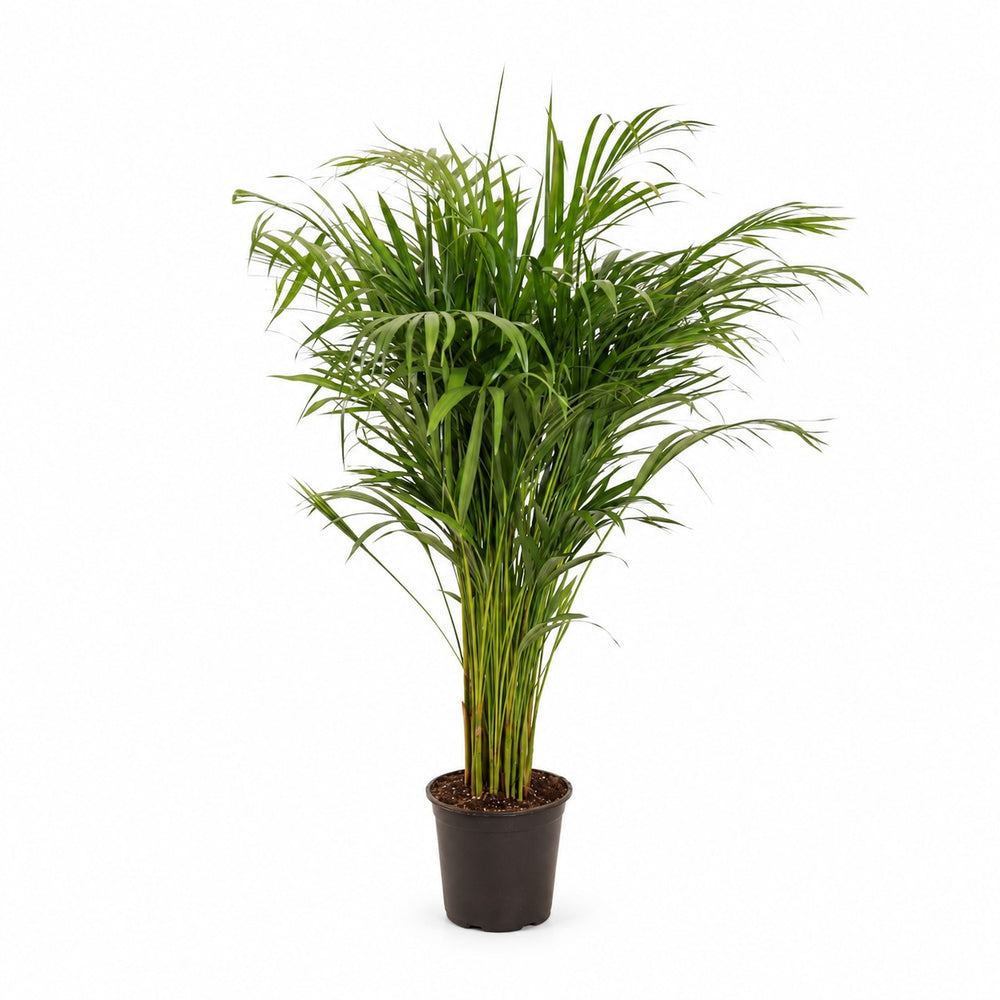 Dypsis Lutescens (110cm, Ø21cm) im Kulturtopf