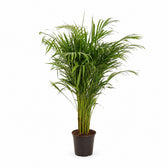 Dypsis Lutescens (110cm, Ø21cm) im Kulturtopf