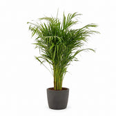Dypsis Lutescens (110cm, Ø21cm), Stylingbeispiel im Übertopf (Übertopf nicht enthalten)