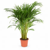 Dypsis Lutescens (120cm, Ø24cm) im Kulturtopf