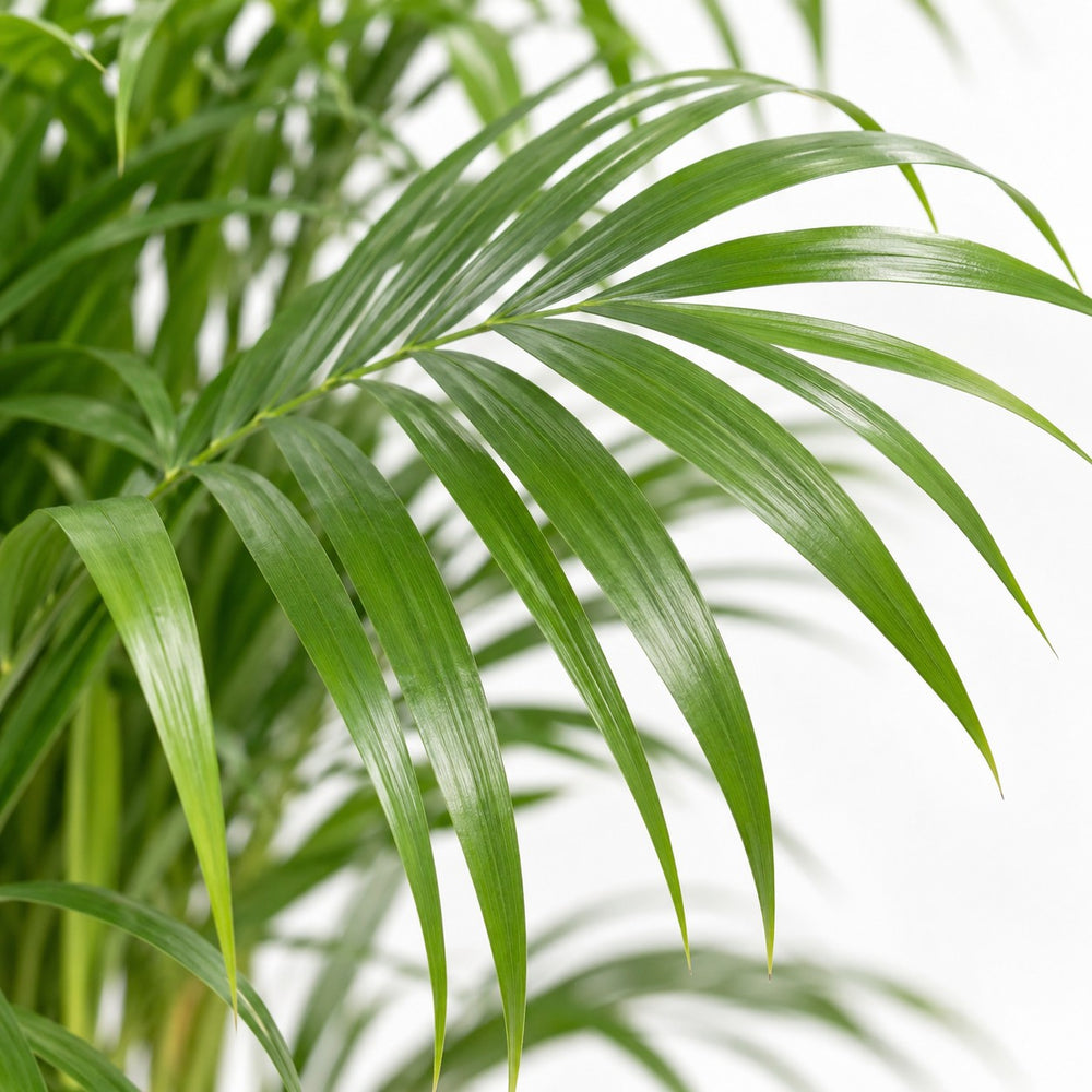 Dypsis Lutescens (120cm, Ø24cm), Nahaufnahme Blatt
