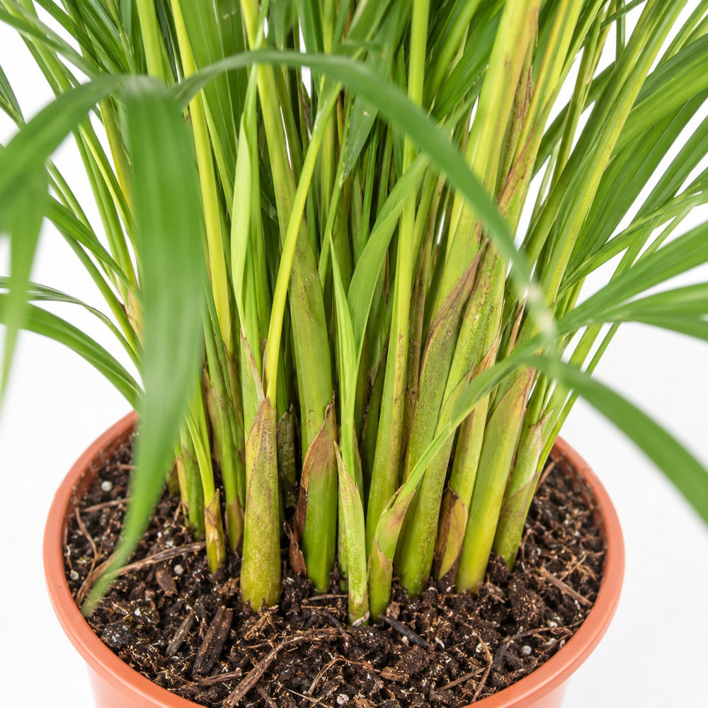 Dypsis Lutescens (120cm, Ø24cm), Nahaufnahme Wuchs und Triebansatz