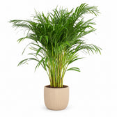 Dypsis Lutescens (120cm, Ø24cm), Stylingbeispiel im Übertopf (Übertopf nicht enthalten)