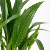 Dypsis Lutescens (40cm, Ø12cm), Nahaufnahme Blatt