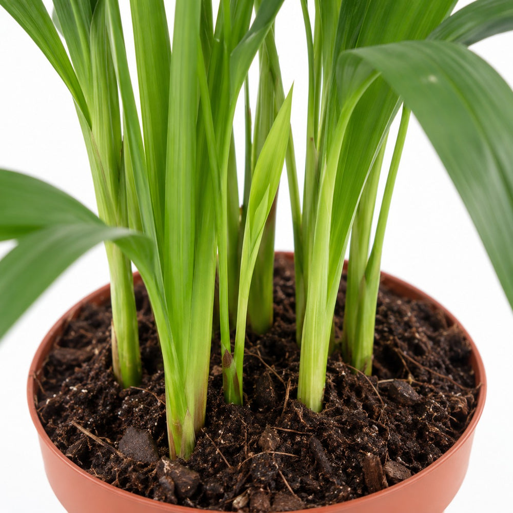 Dypsis Lutescens (40cm, Ø12cm), Nahaufnahme Wuchs und Triebansatz