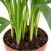Dypsis Lutescens (40cm, Ø12cm), Nahaufnahme Wuchs und Triebansatz
