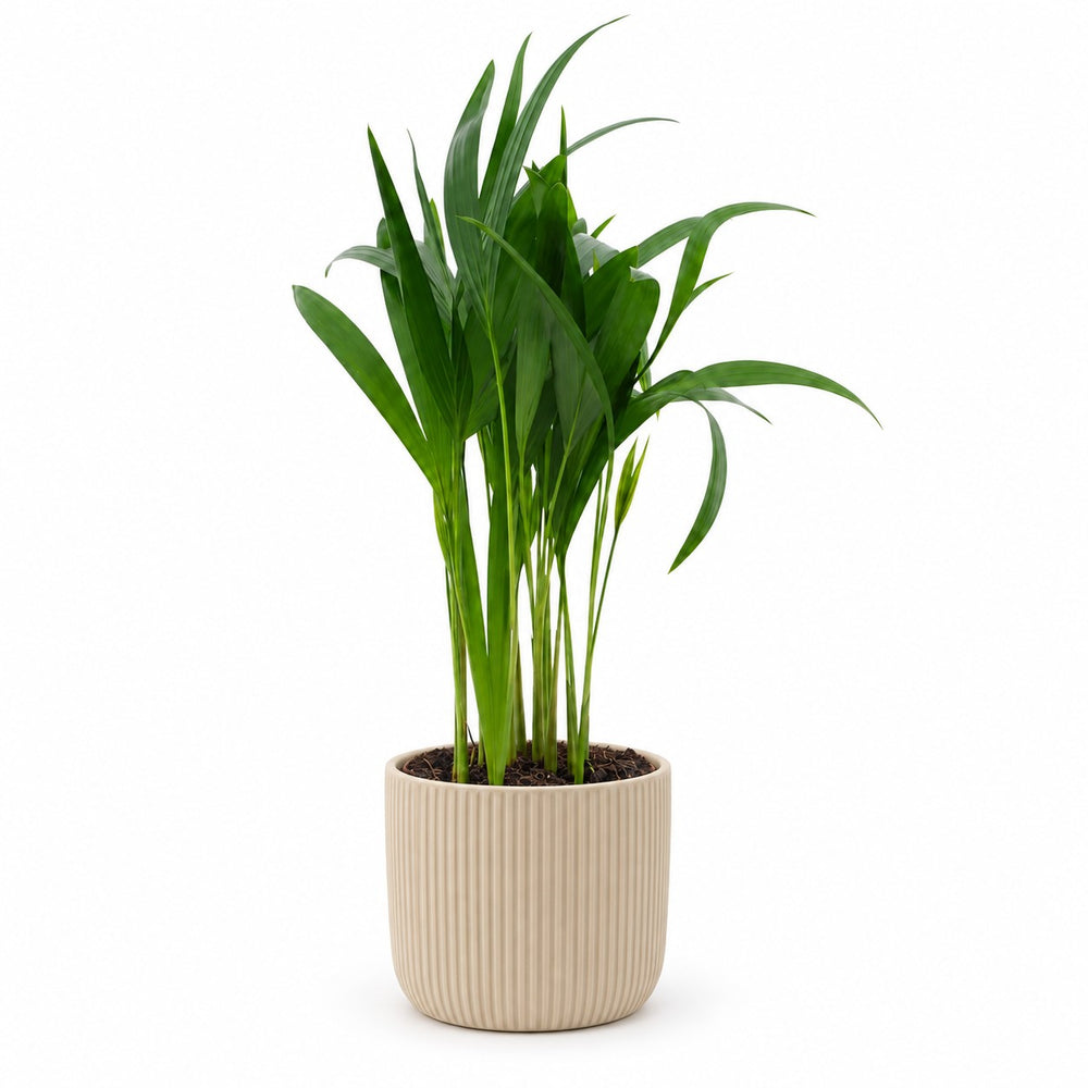 Dypsis Lutescens (40cm, Ø12cm), Stylingbeispiel im Übertopf (Übertopf nicht enthalten)