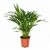 Dypsis Lutescens (60cm, Ø17cm) im Kulturtopf