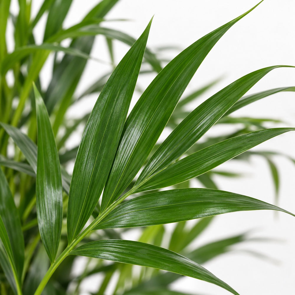 Dypsis Lutescens (60cm, Ø17cm), Nahaufnahme Blatt
