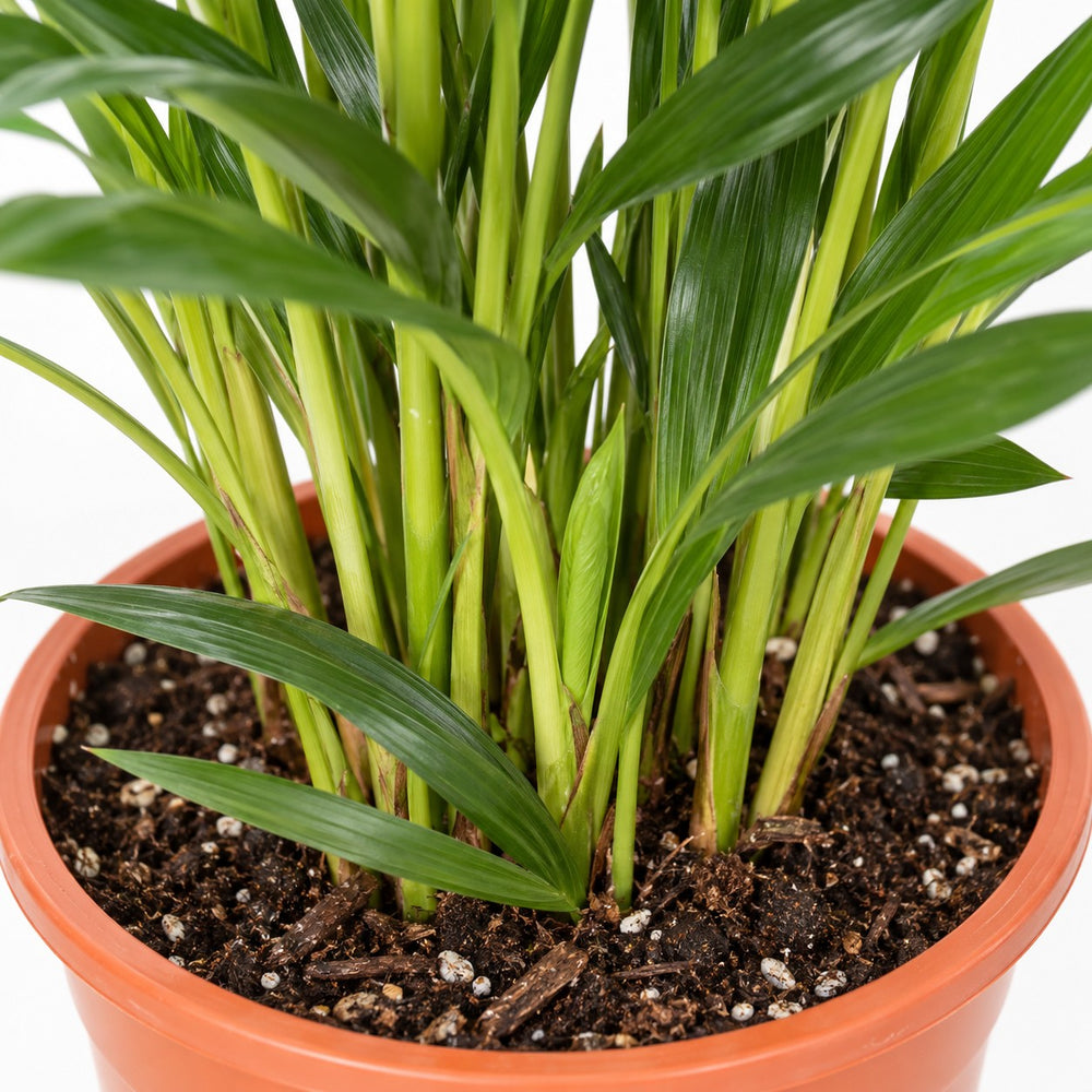 Dypsis Lutescens (60cm, Ø17cm), Nahaufnahme Wuchs und Triebansatz