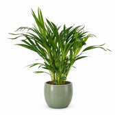 Dypsis Lutescens (60cm, Ø17cm), Stylingbeispiel im Übertopf (Übertopf nicht enthalten)