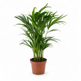 Dypsis Lutescens (65cm, Ø17cm) im Kulturtopf