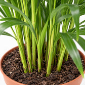 Dypsis Lutescens (65cm, Ø17cm), Nahaufnahme Wuchs und Triebansatz