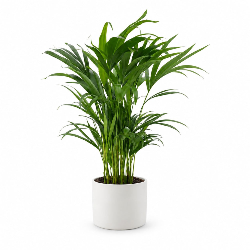 Dypsis Lutescens (65cm, Ø17cm), Stylingbeispiel im Übertopf (Übertopf nicht enthalten)