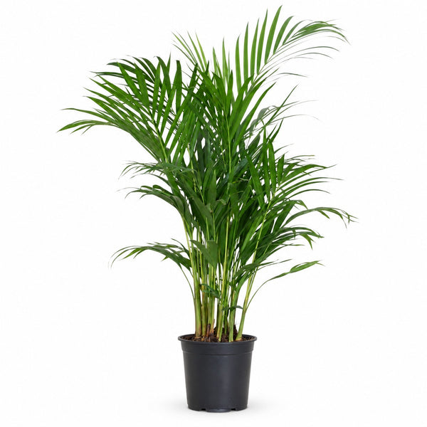 Dypsis Lutescens Areca - 100cm im Kulturtopf