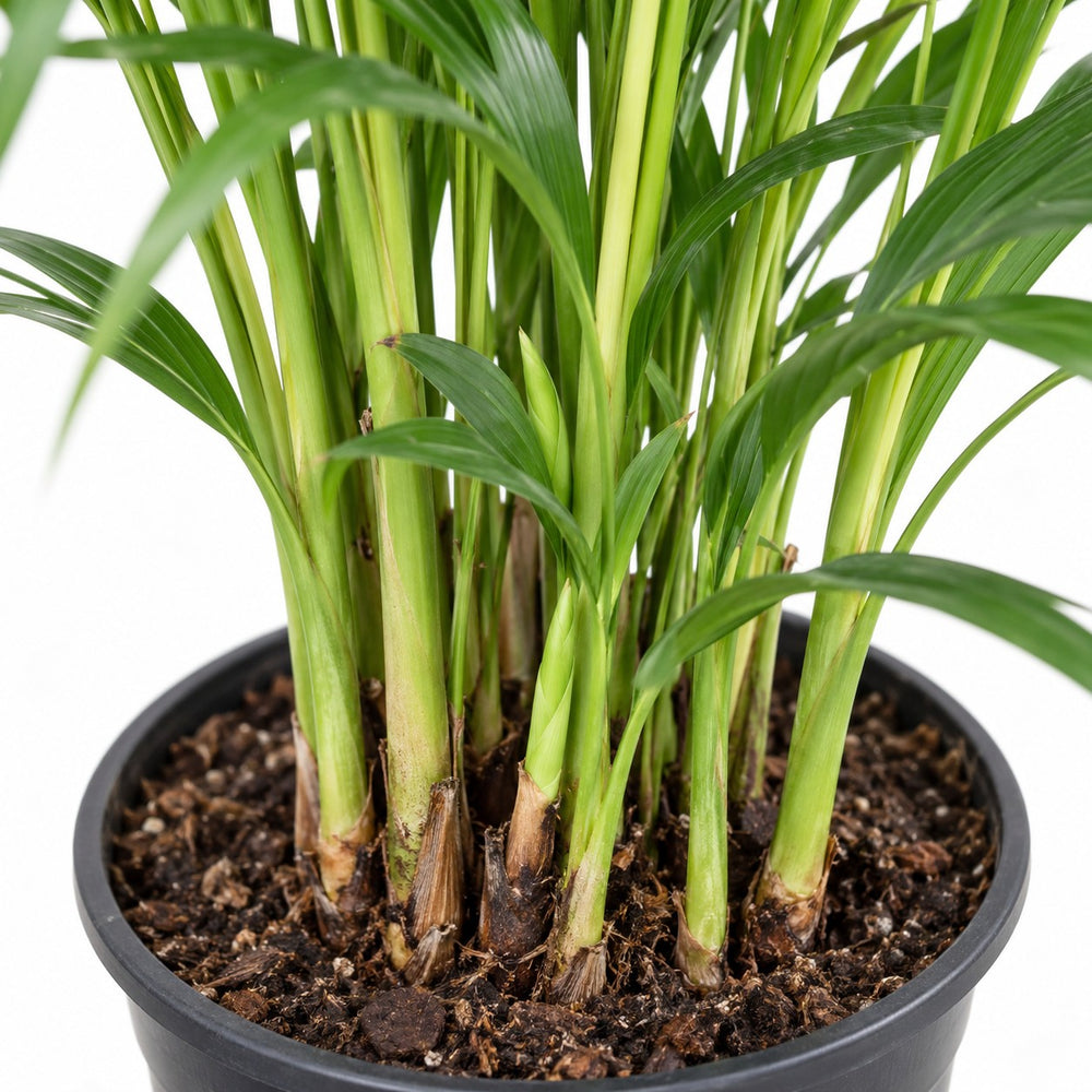 Dypsis Lutescens Areca, Nahaufnahme Wuchs und Triebansatz