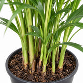Dypsis Lutescens Areca, Nahaufnahme Wuchs und Triebansatz