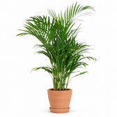 Dypsis Lutescens Areca - 100cm, Stylingbeispiel im Übertopf (Übertopf nicht enthalten)
