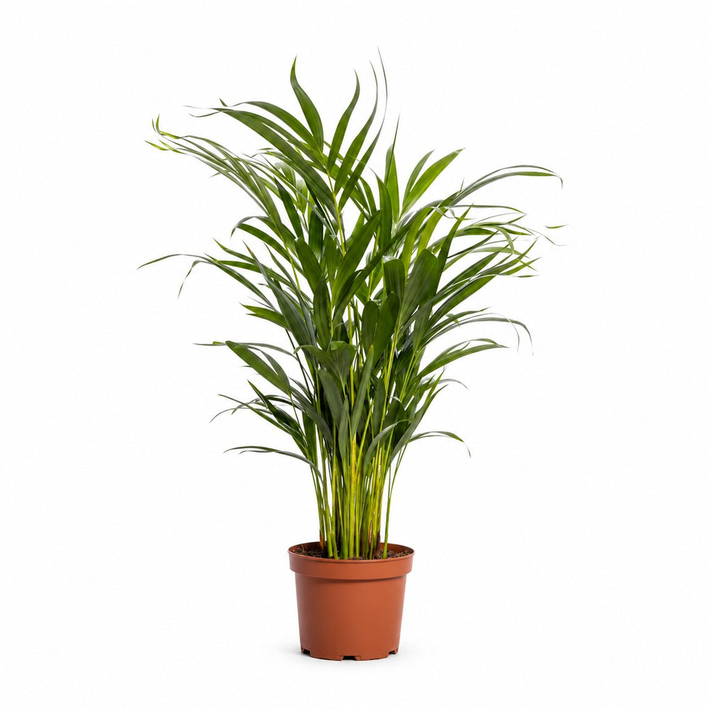 Dypsis Lutescens Areca - 65cm im Kulturtopf