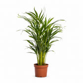Dypsis Lutescens Areca - 65cm im Kulturtopf