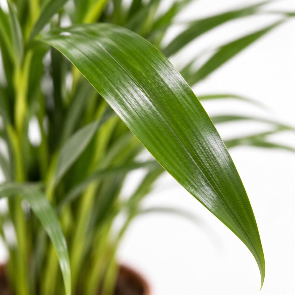 Dypsis Lutescens Areca, Nahaufnahme Blatt