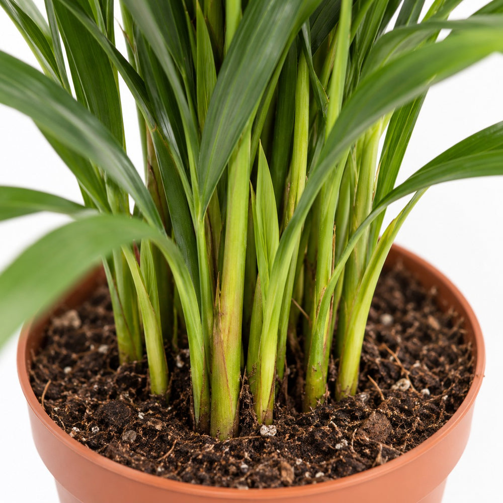 Dypsis Lutescens Areca, Nahaufnahme Wuchs und Triebansatz