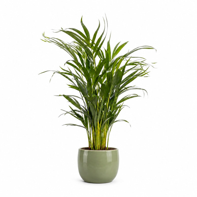 Dypsis Lutescens Areca - 65cm Detail
