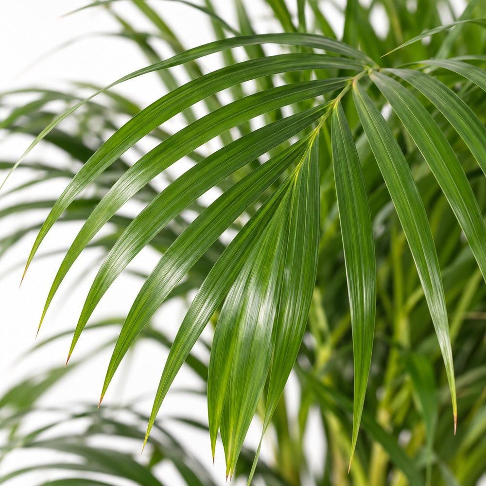 Dypsis Lutescens, Nahaufnahme Blatt