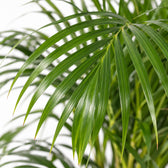 Dypsis Lutescens, Nahaufnahme Blatt